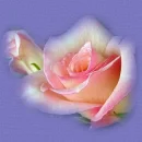 Beautifull Ros