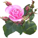 Rosa Ros