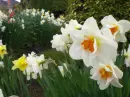 Spring Narcisum 