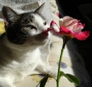 kat20