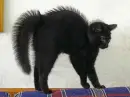 black cat