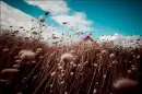 DREAMS