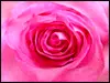 Lilly