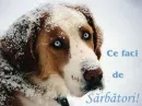 craciun fara tine?