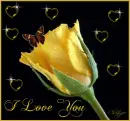i love you rose