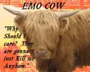 emo cow