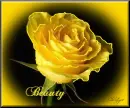 yellow rose