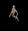 Skeleton Ghost