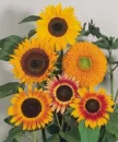 Autums_sunshine 