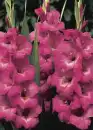 Gladiolus 