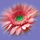 A beautifull Garber