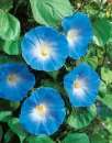 Havenly Blue
