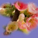 Apple Blossom