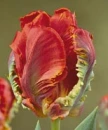 Tulip Papegoja