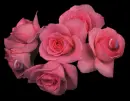 Rosa Dalia