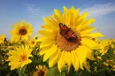Autum Sunshine