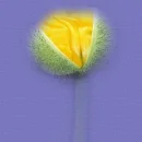 Yellow Flower