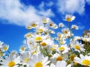 White Spring 