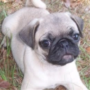 pug