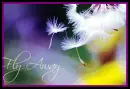 fly away jinny joes 