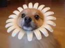 funny doggy