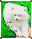 too adorable puppy for you