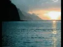shark swimming