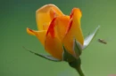 One Rose Bud
