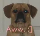 Doggy