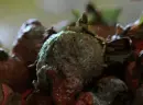 Pushing daisies
