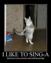 dancing cat