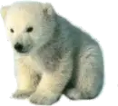 little polar bear
