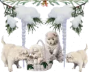 white pupps