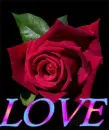 love rose