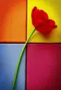 poppy