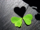 love clover