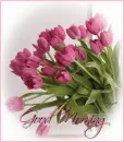 tulips good morning