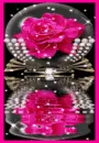 Pink rose