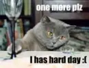 funny cat