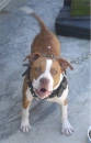 Pitbull