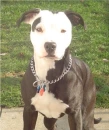 Pitbull