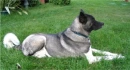 Akita