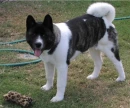 Akita