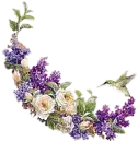 Rosy Lilac Hummingbird - Trishna