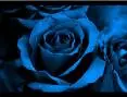 blue rose