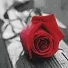 rose icon