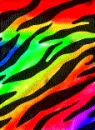 colorful zebra