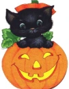 kitty in pumpkin