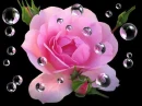 Single Pink flower