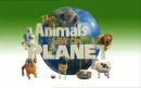 animal Planet